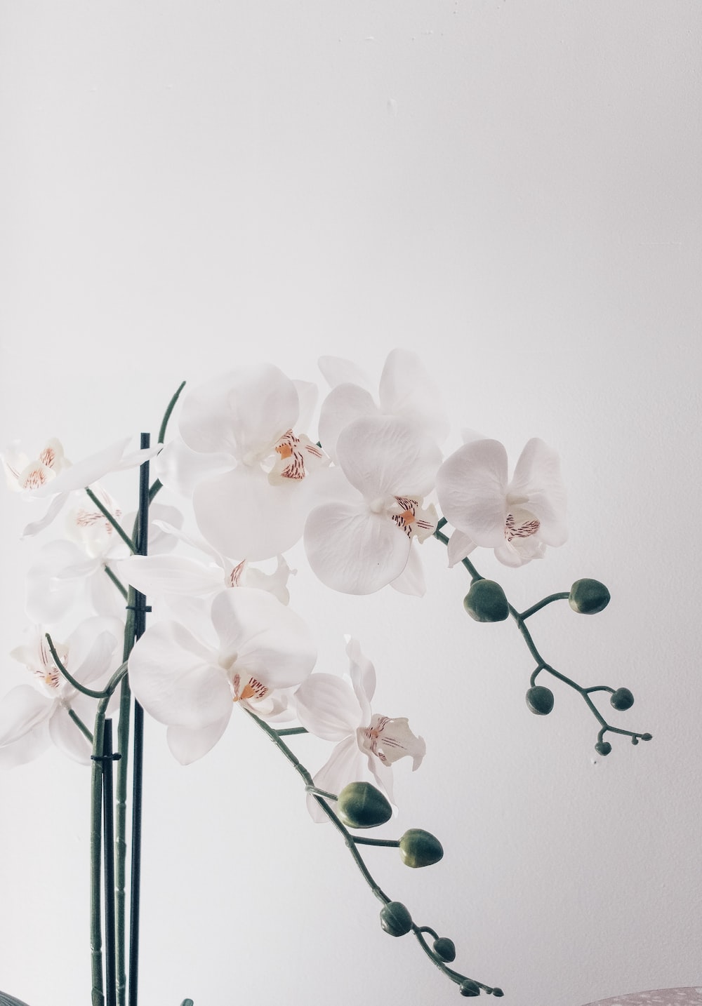 White Orchid Wallpapers