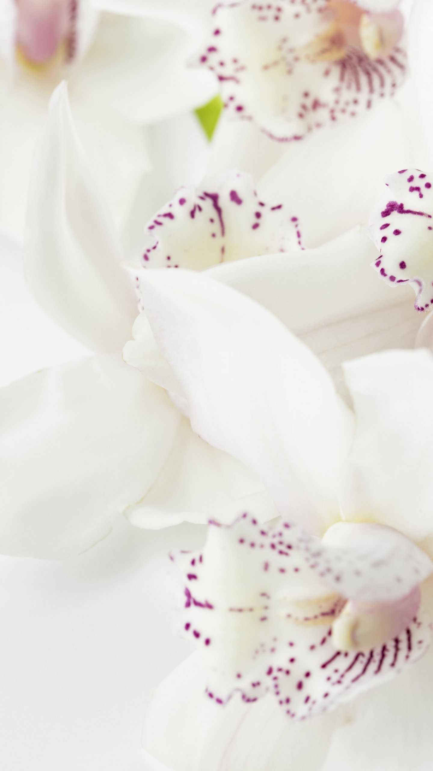 White Orchid Wallpapers