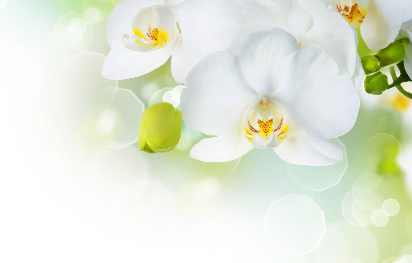 White Orchid Wallpapers