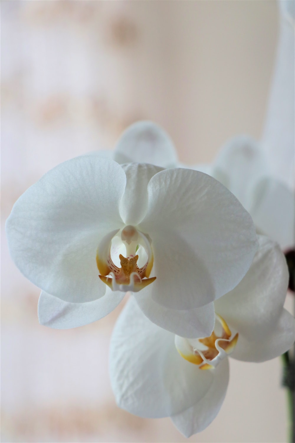 White Orchid Wallpapers