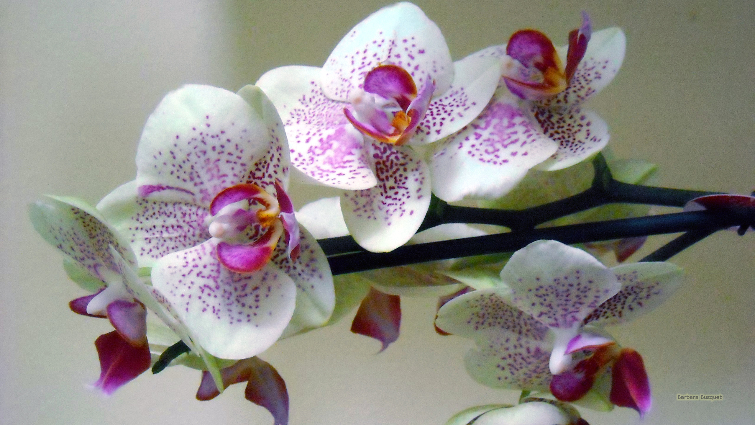 White Orchid Wallpapers