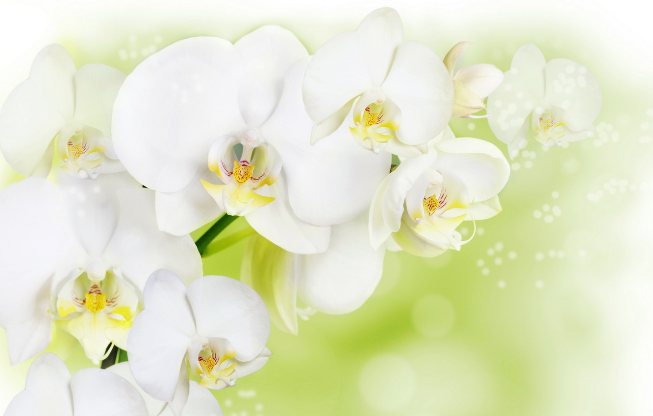 White Orchid Wallpapers