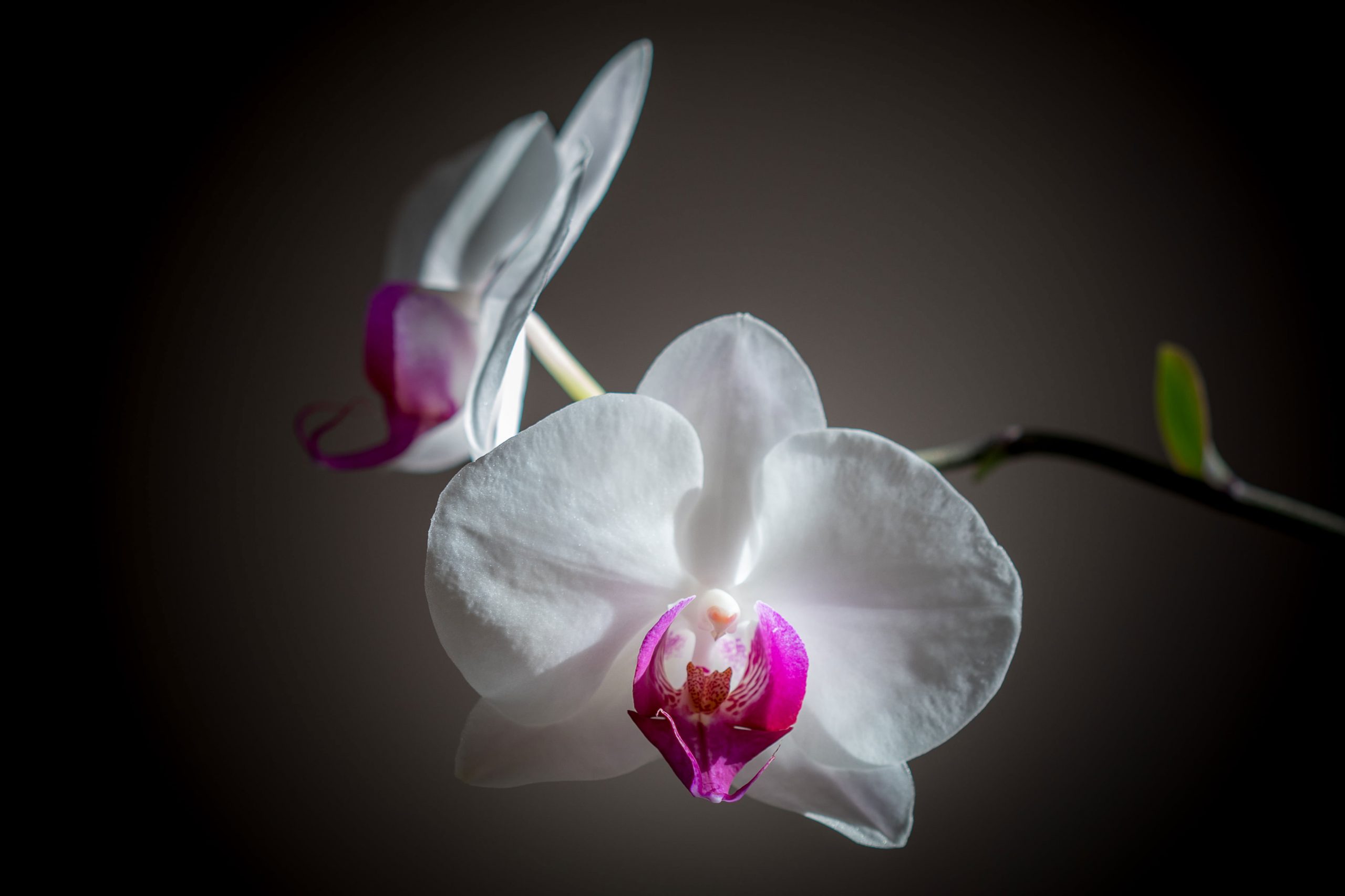 White Orchid Wallpapers