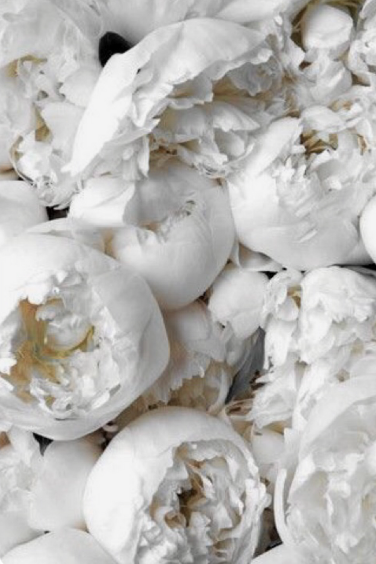 White Peonies Wallpapers