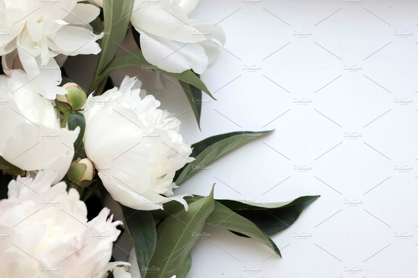 White Peonies Wallpapers