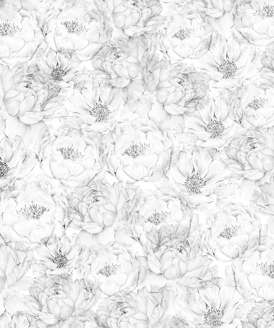 White Peonies Wallpapers