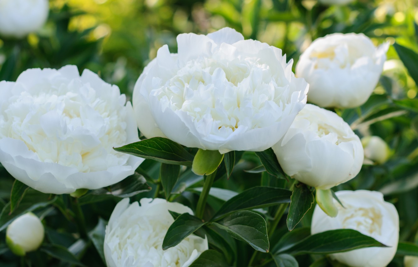 White Peonies Wallpapers