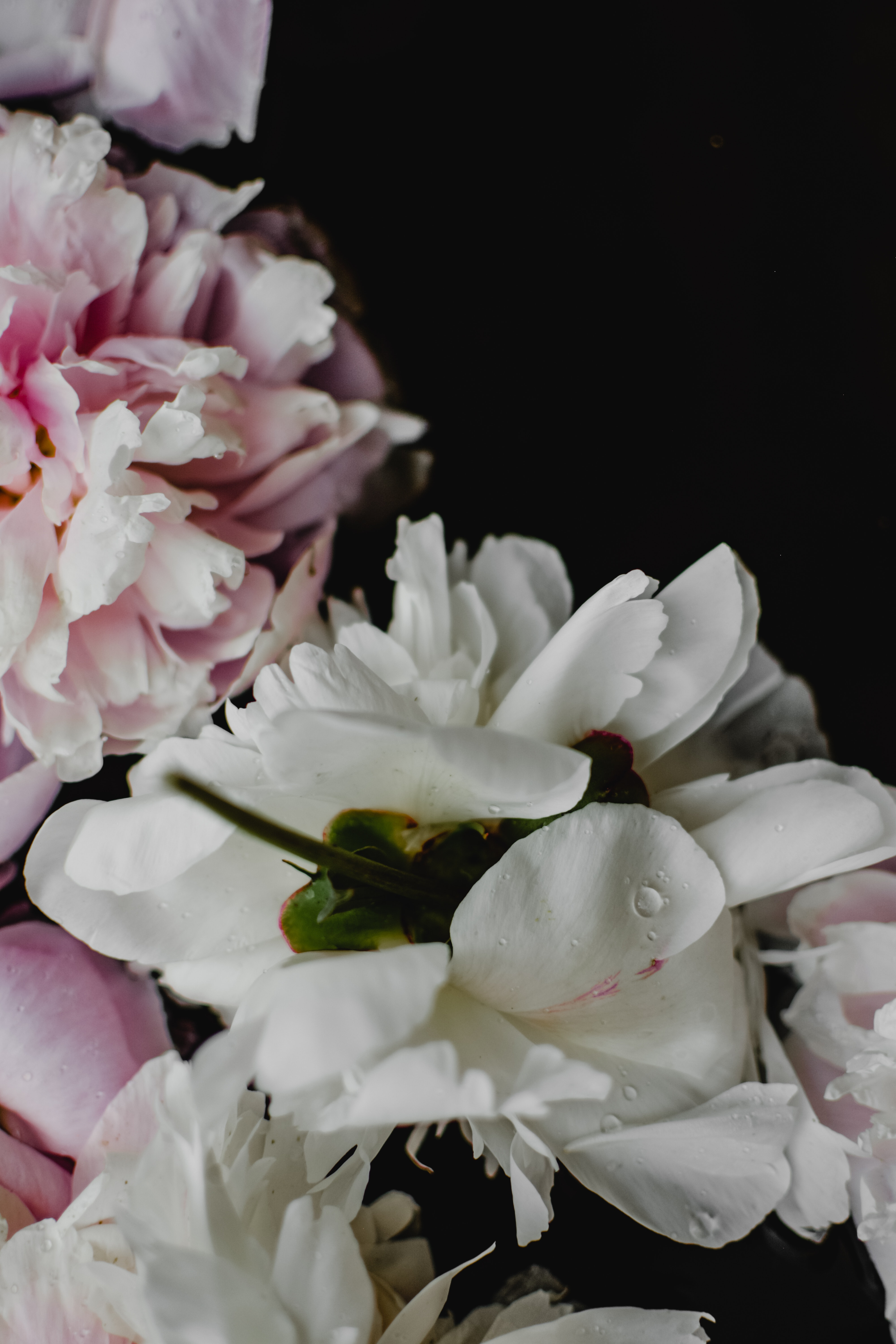 White Peonies Wallpapers