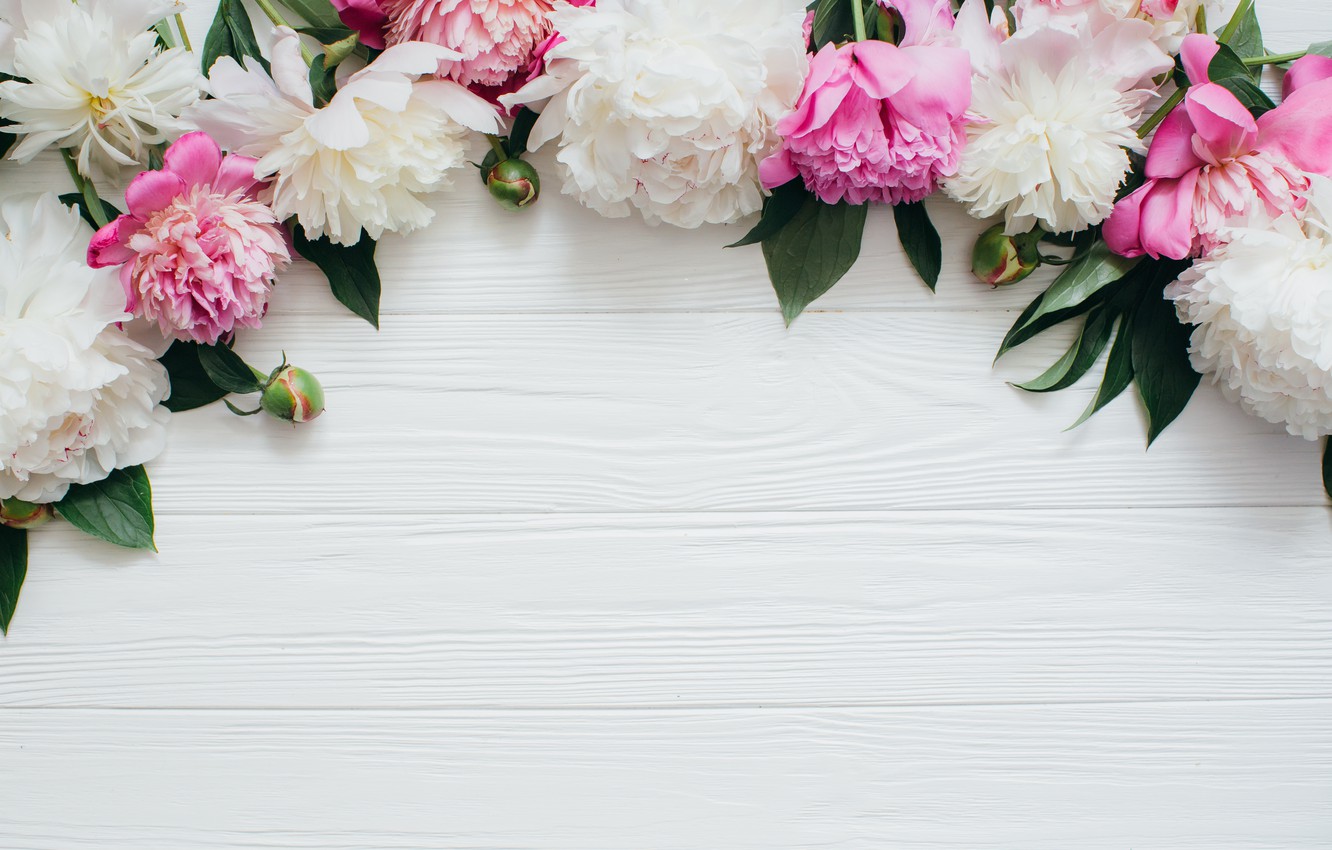 White Peonies Wallpapers