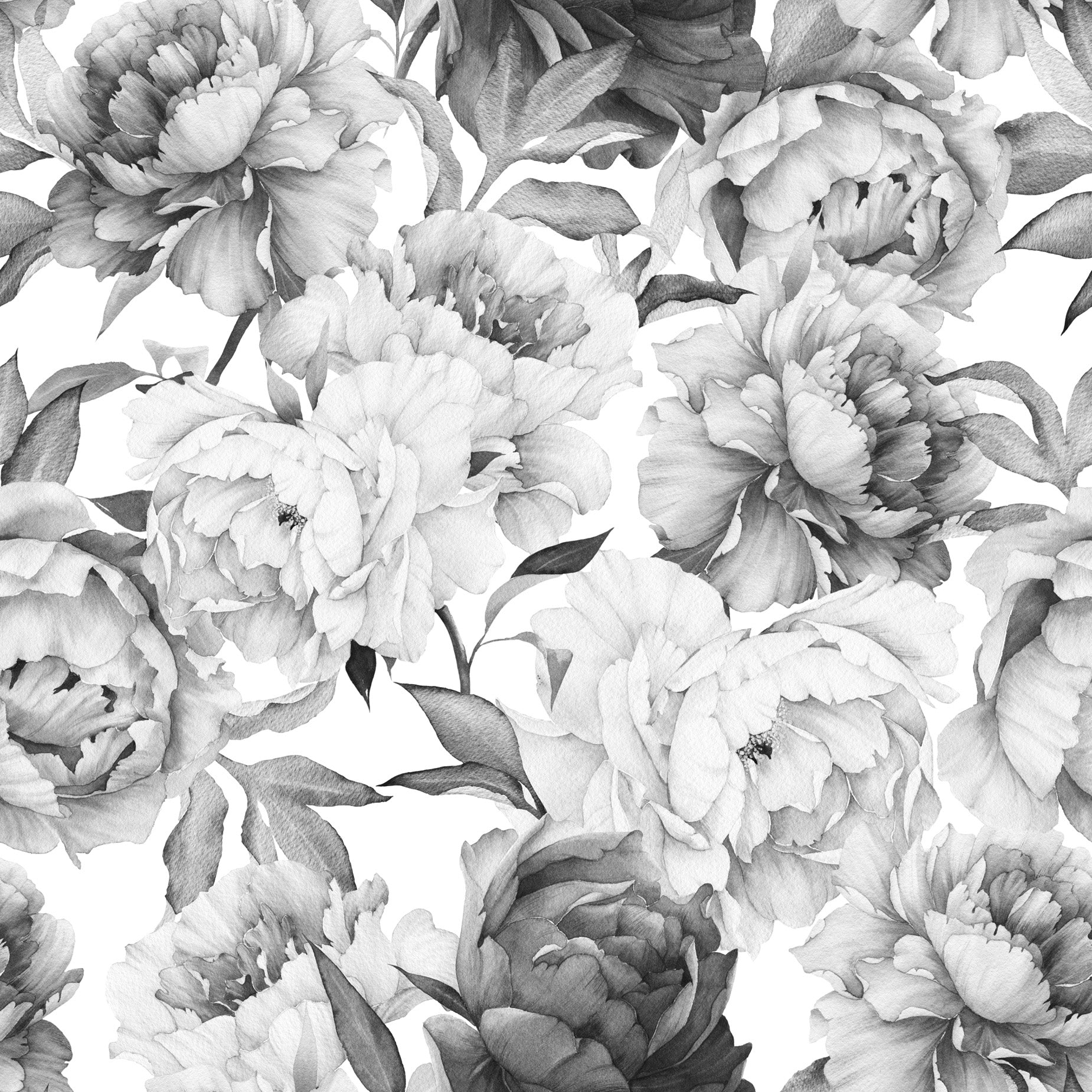 White Peonies Wallpapers