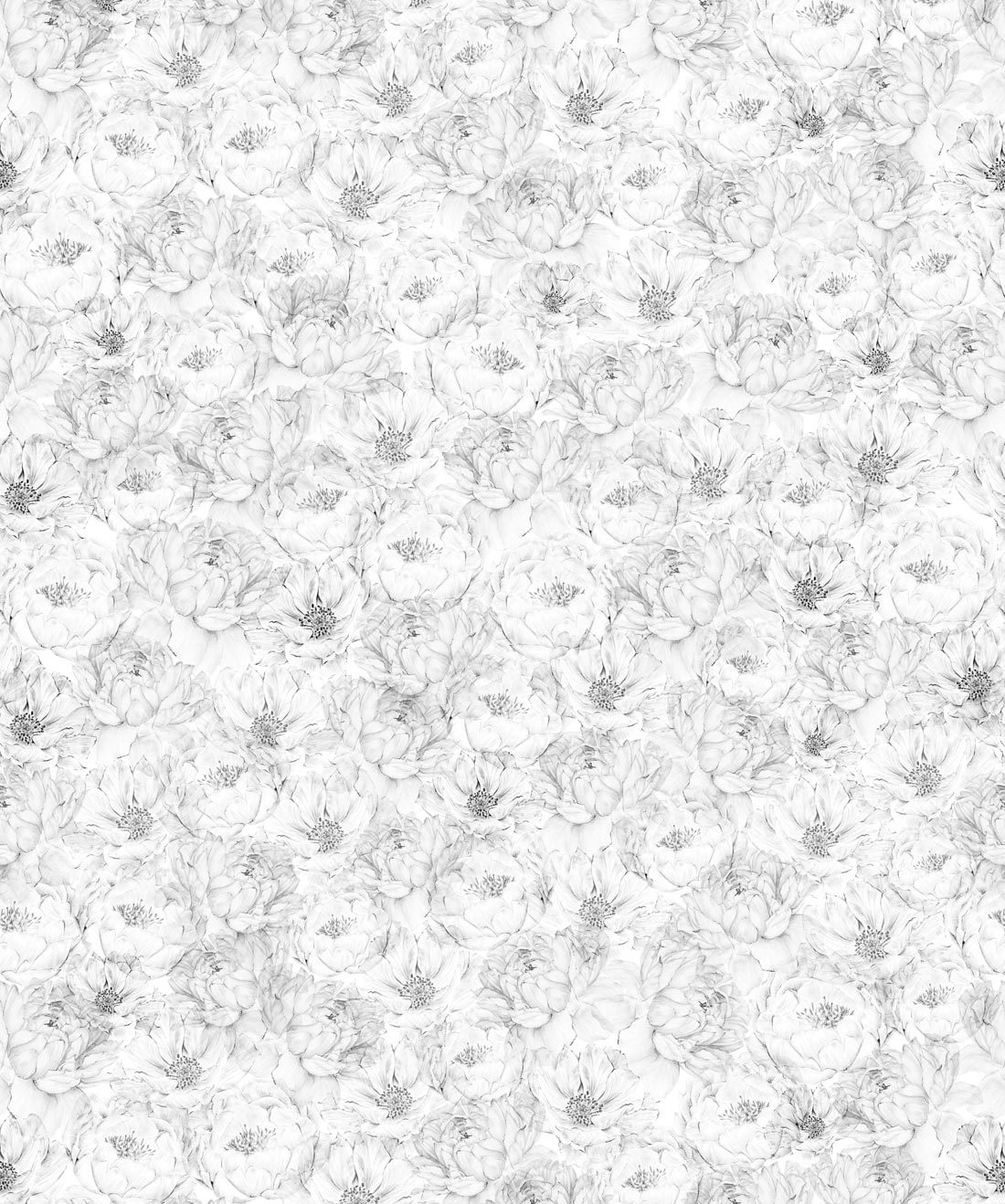 White Peonies Wallpapers