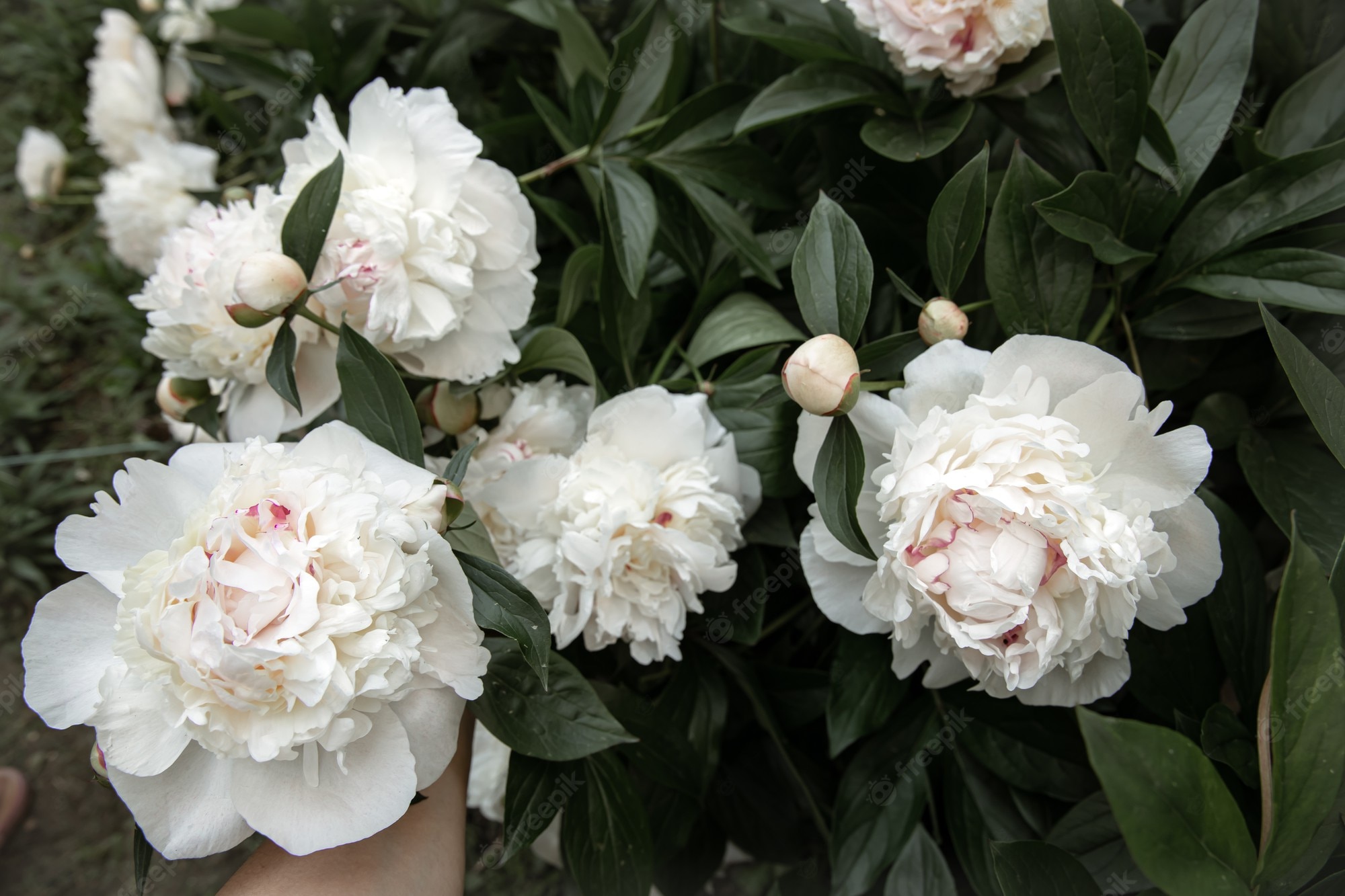 White Peonies Wallpapers