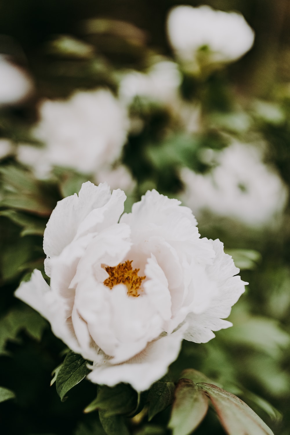 White Peonies Wallpapers