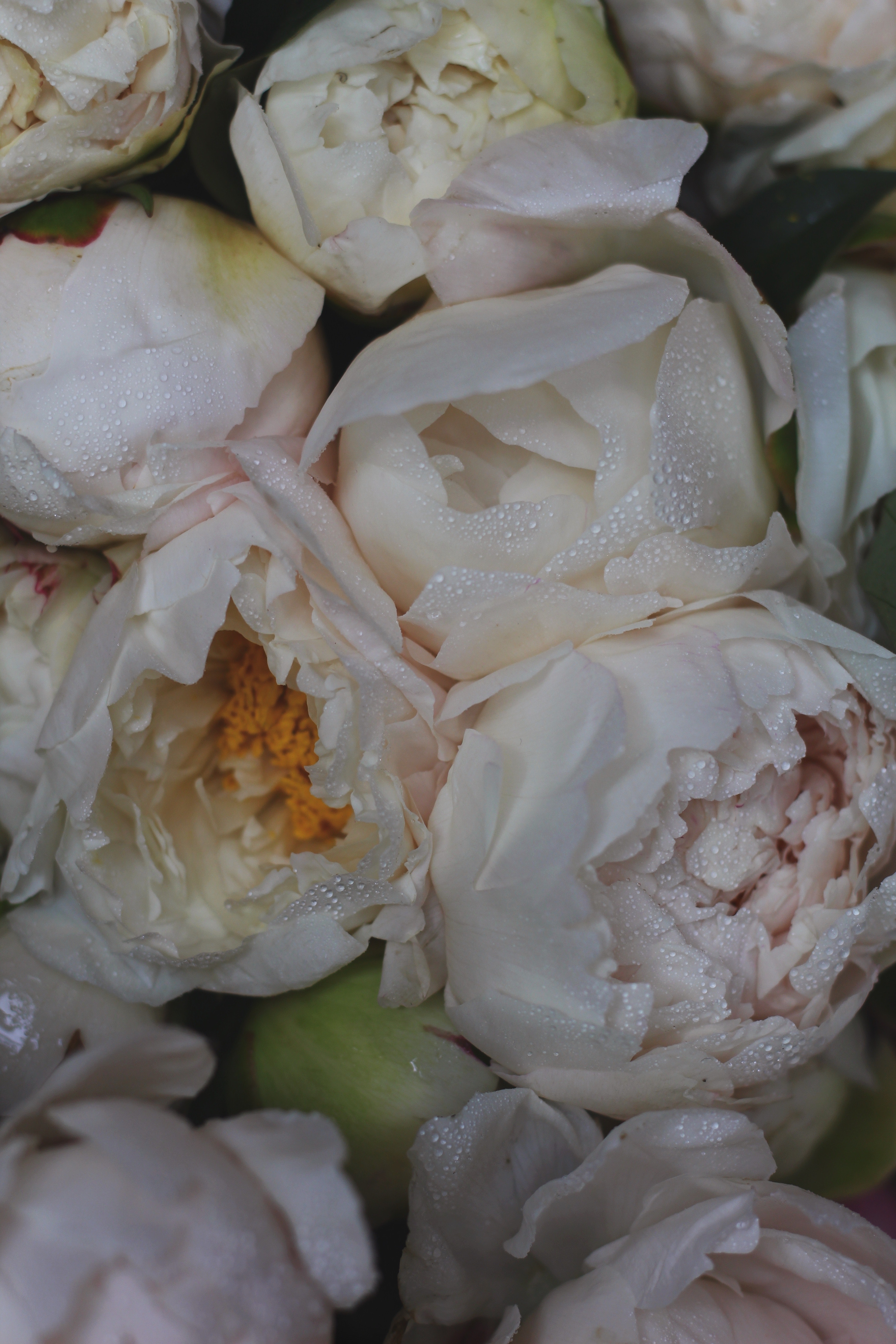 White Peonies Wallpapers