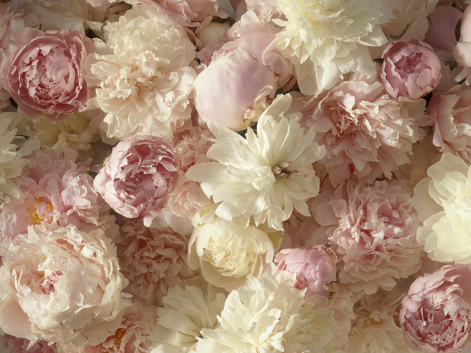 White Peonies Wallpapers