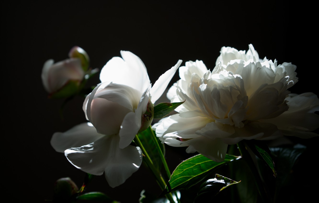 White Peonies Wallpapers