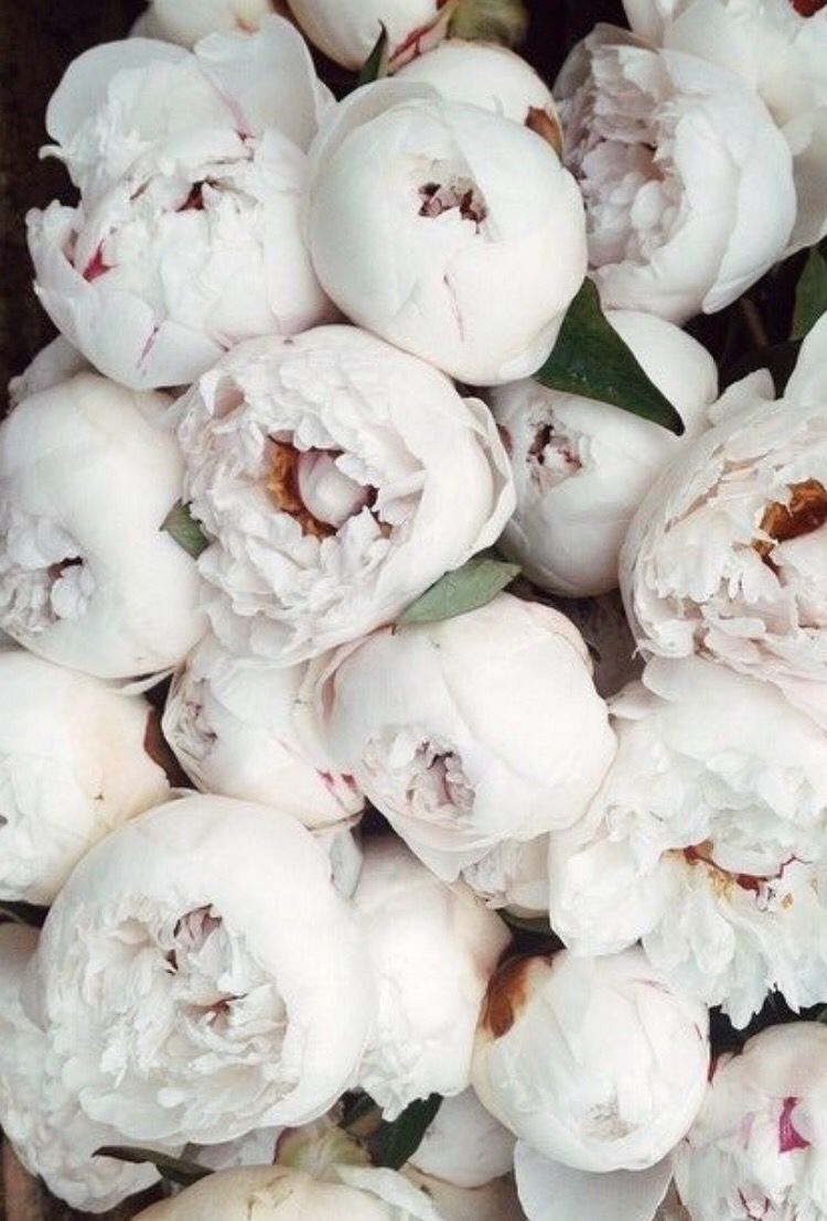 White Peonies Wallpapers