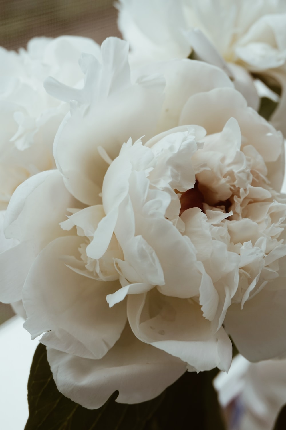 White Peonies Wallpapers