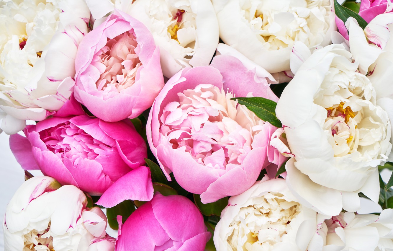 White Peonies Wallpapers