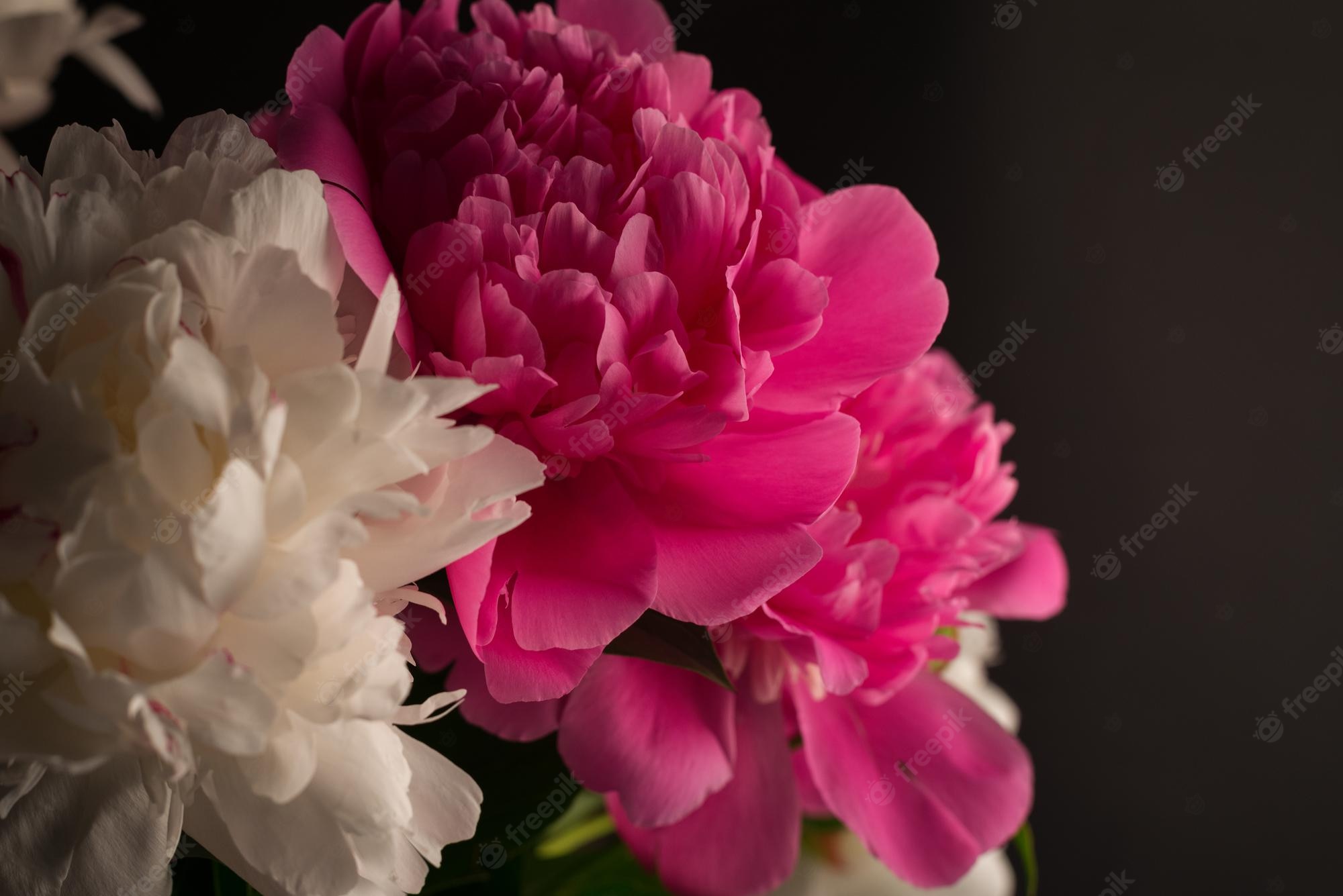 White Peonies Wallpapers