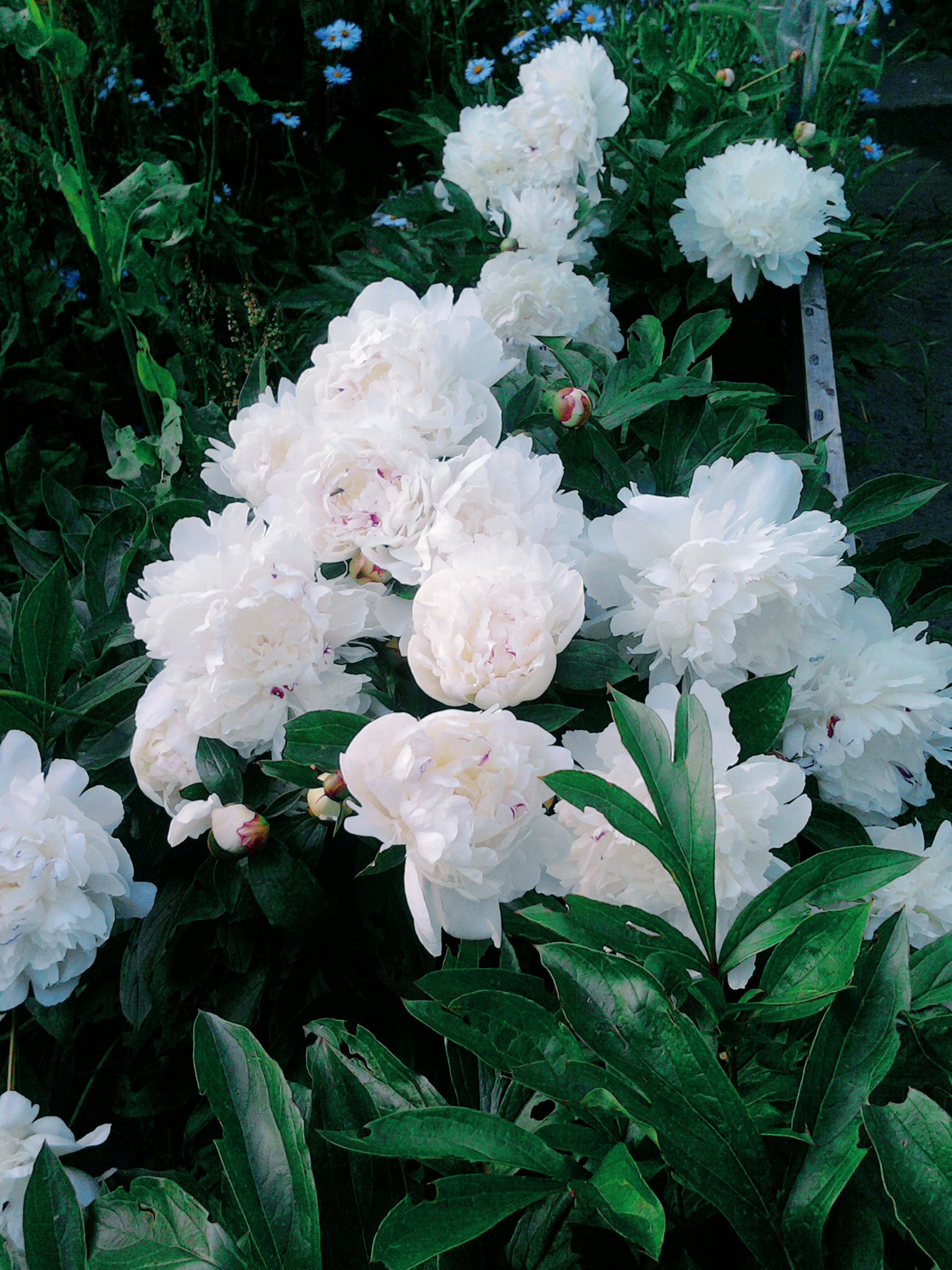 White Peonies Wallpapers