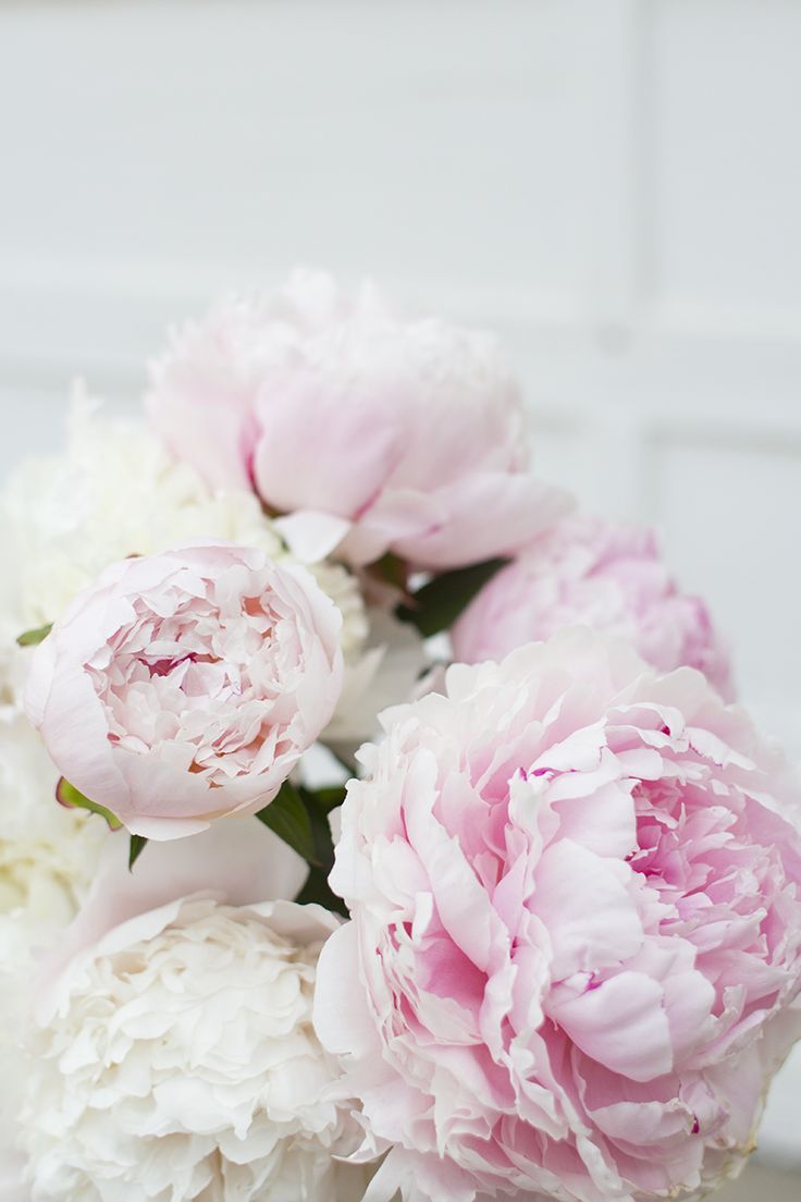 White Peonies Wallpapers