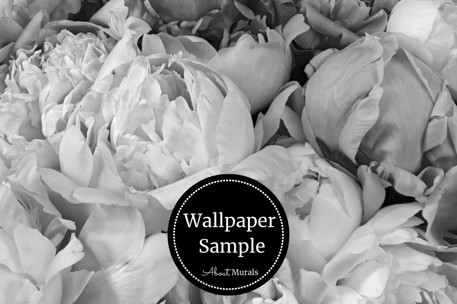 White Peonies Wallpapers