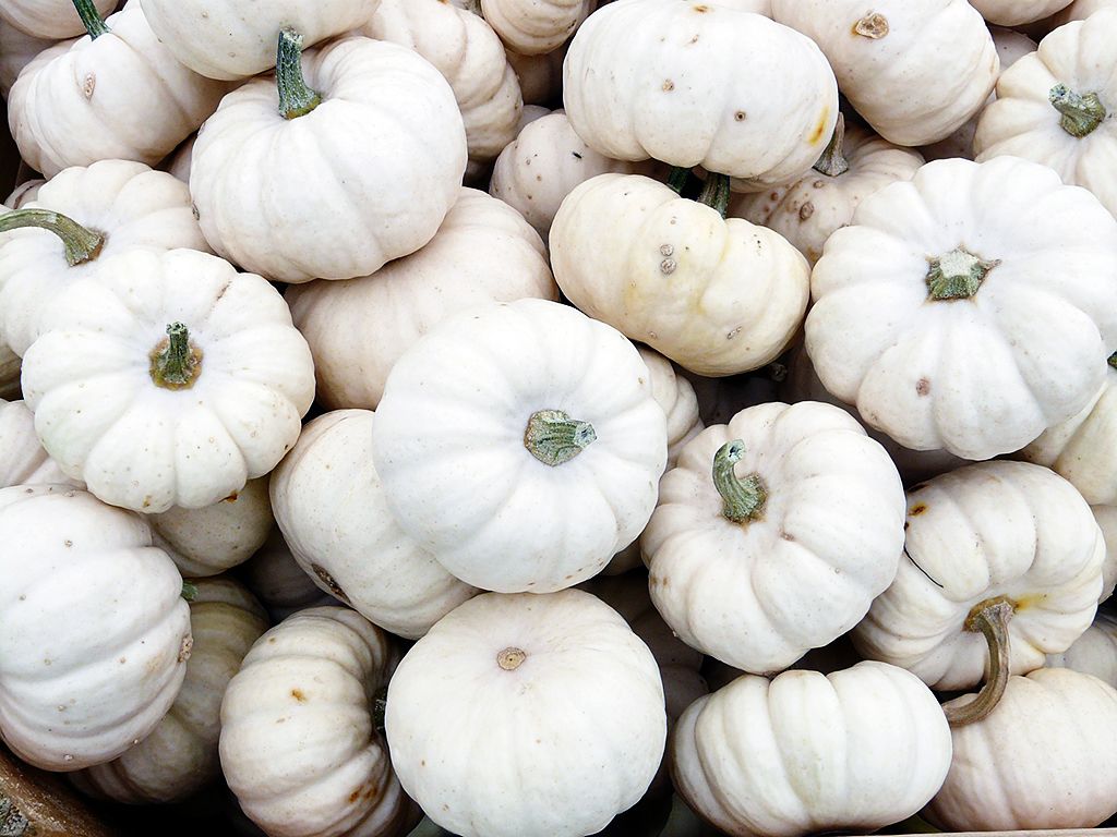 White Pumpkin Wallpapers