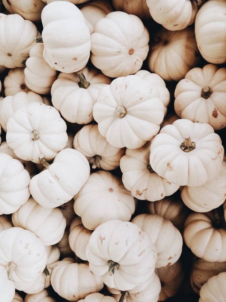 White Pumpkin Wallpapers