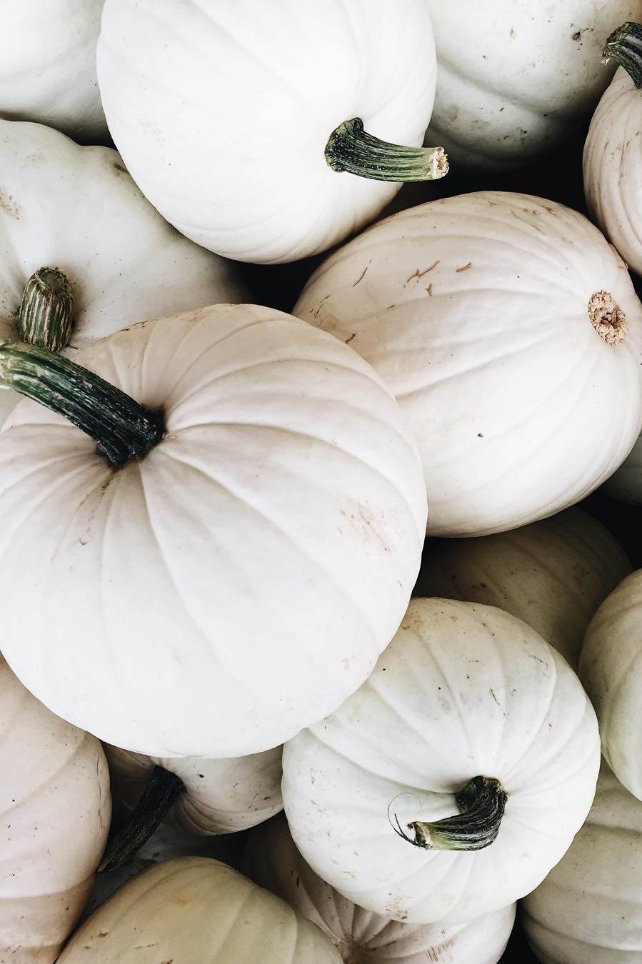 White Pumpkin Wallpapers