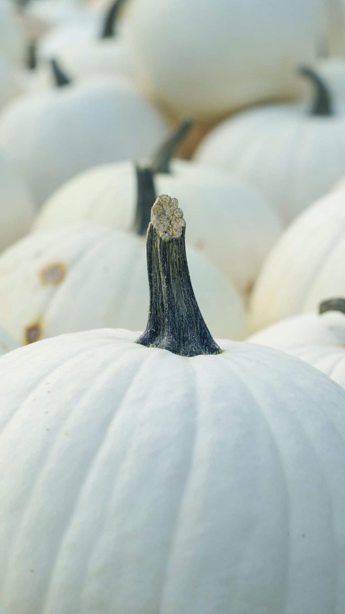 White Pumpkin Wallpapers