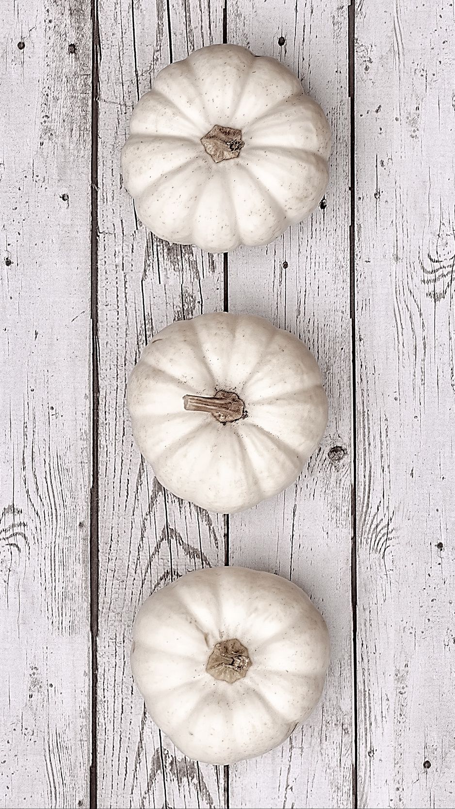 White Pumpkin Wallpapers