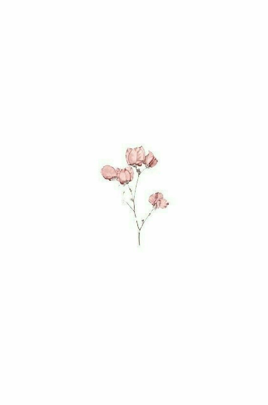 White Roses Aesthetic Wallpapers