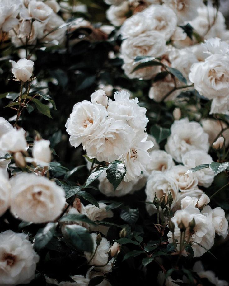White Roses Aesthetic Wallpapers
