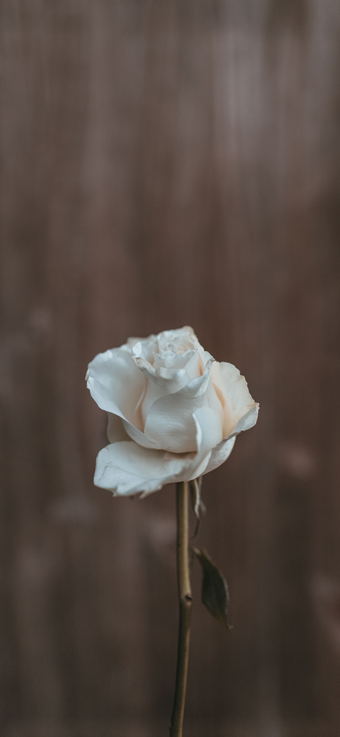 White Roses Aesthetic Wallpapers