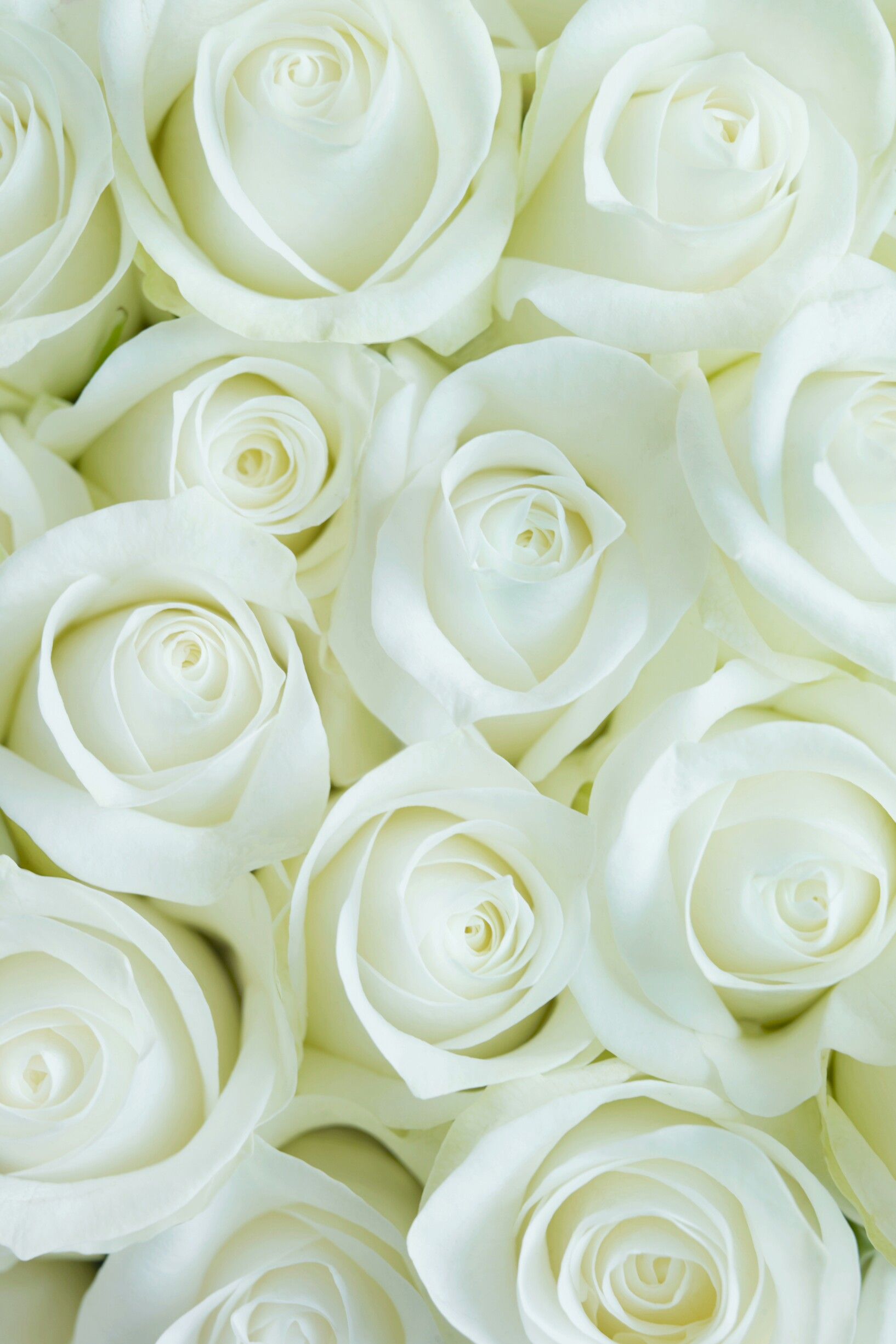 White Roses Screensaver Wallpapers