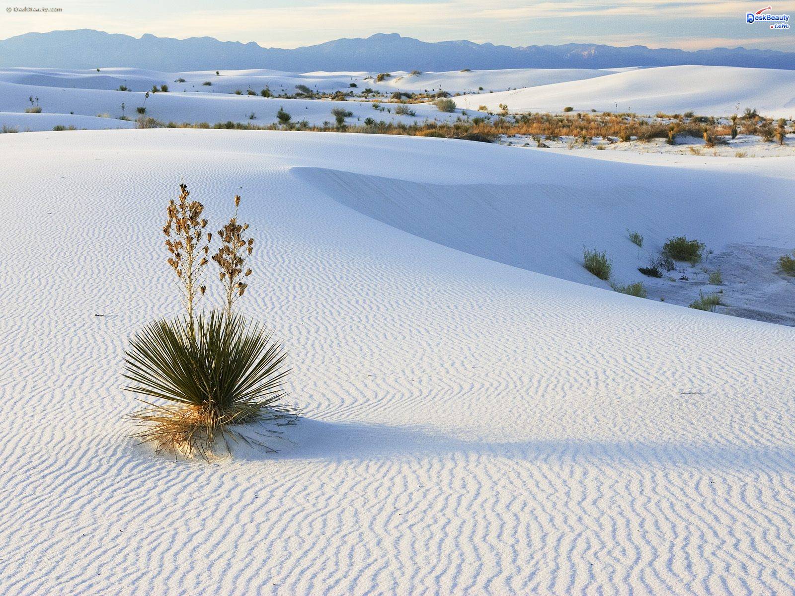 White Sand Wallpapers