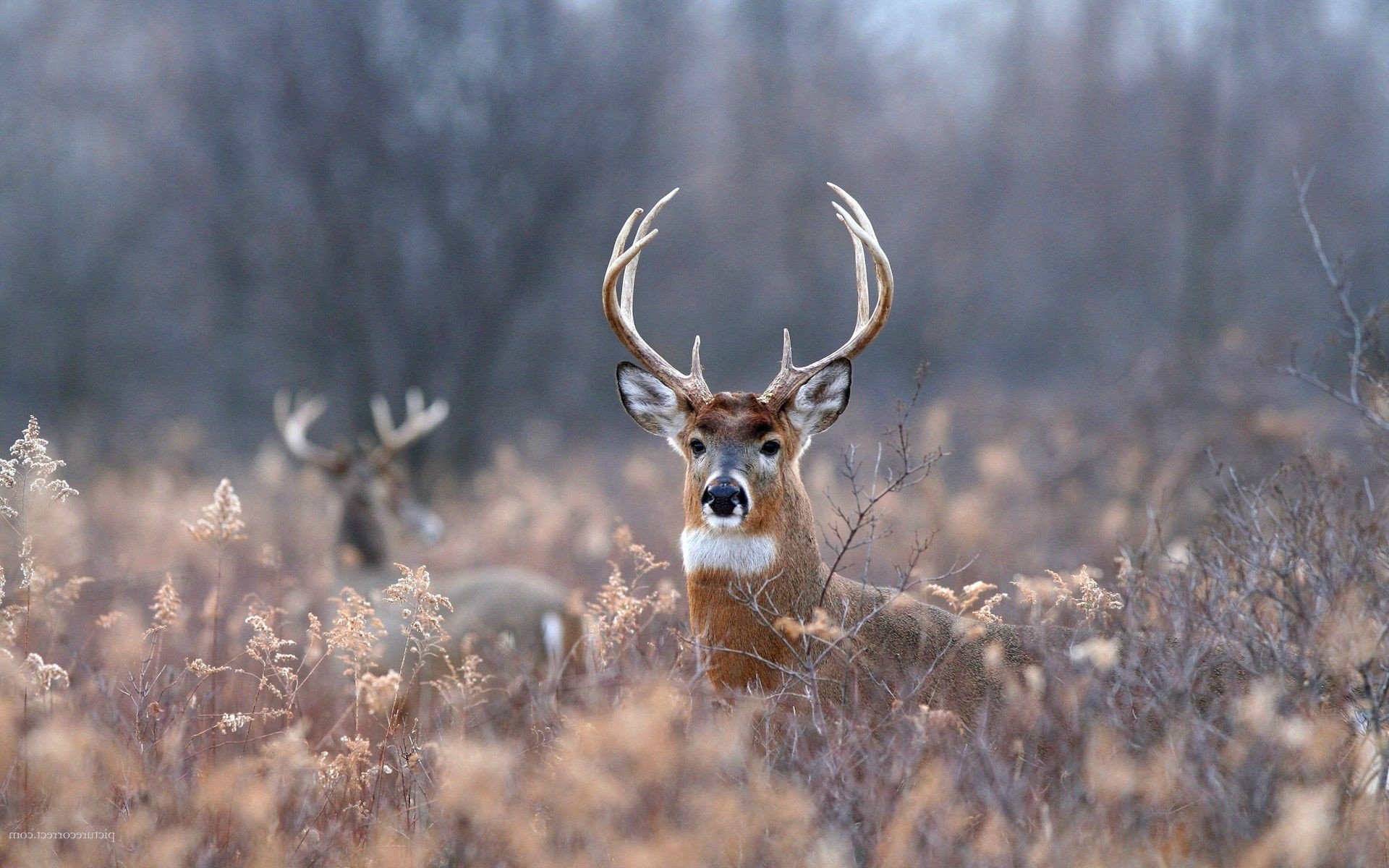 White Tailed Deer Wallpapers