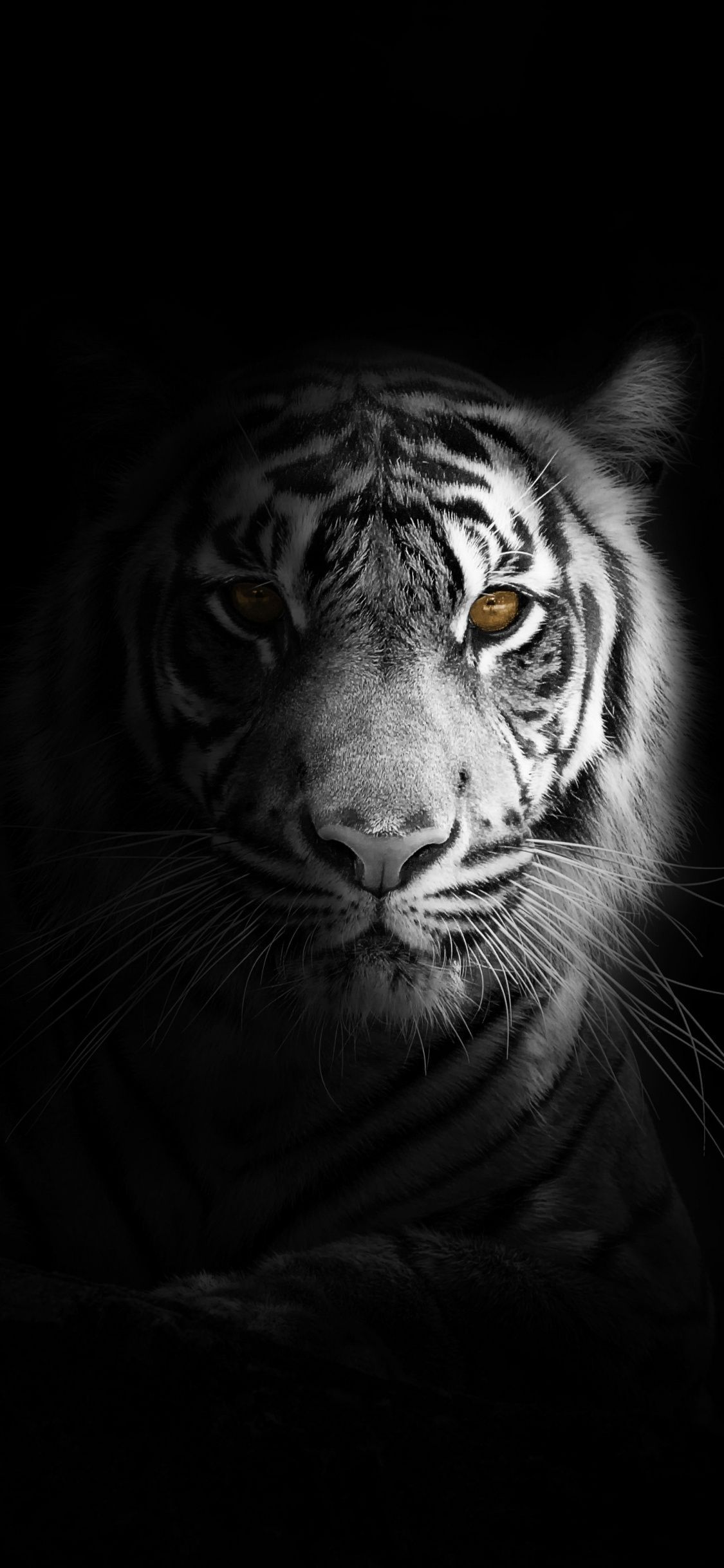 White Tiger Iphone Wallpapers