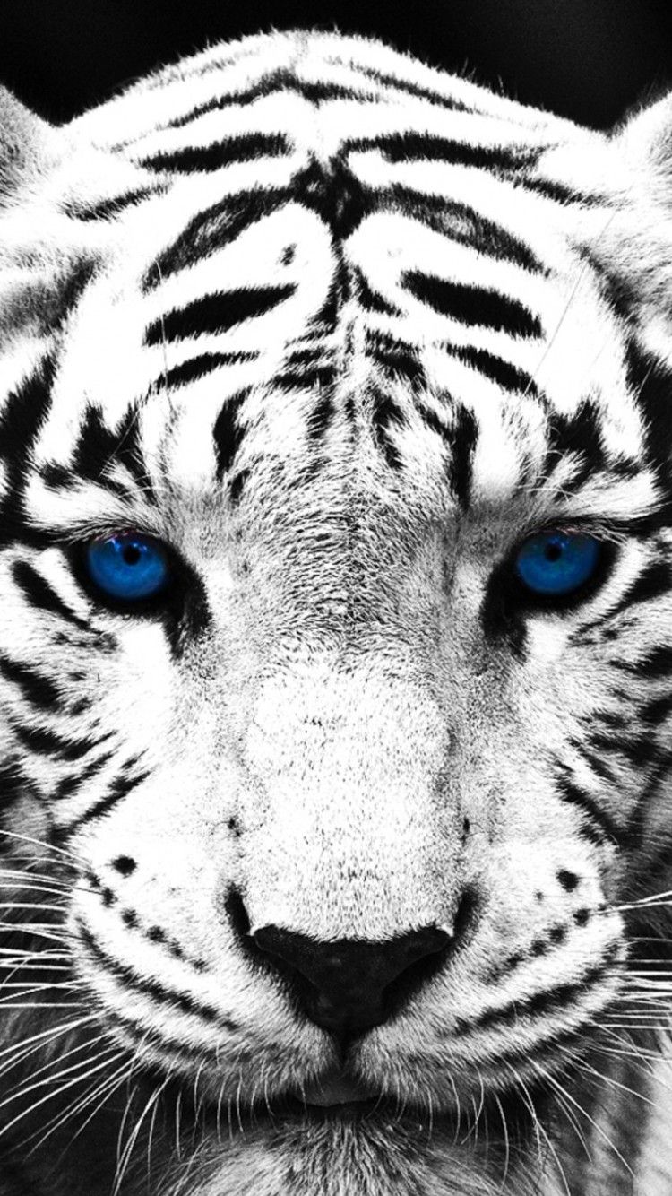 White Tiger Iphone Wallpapers