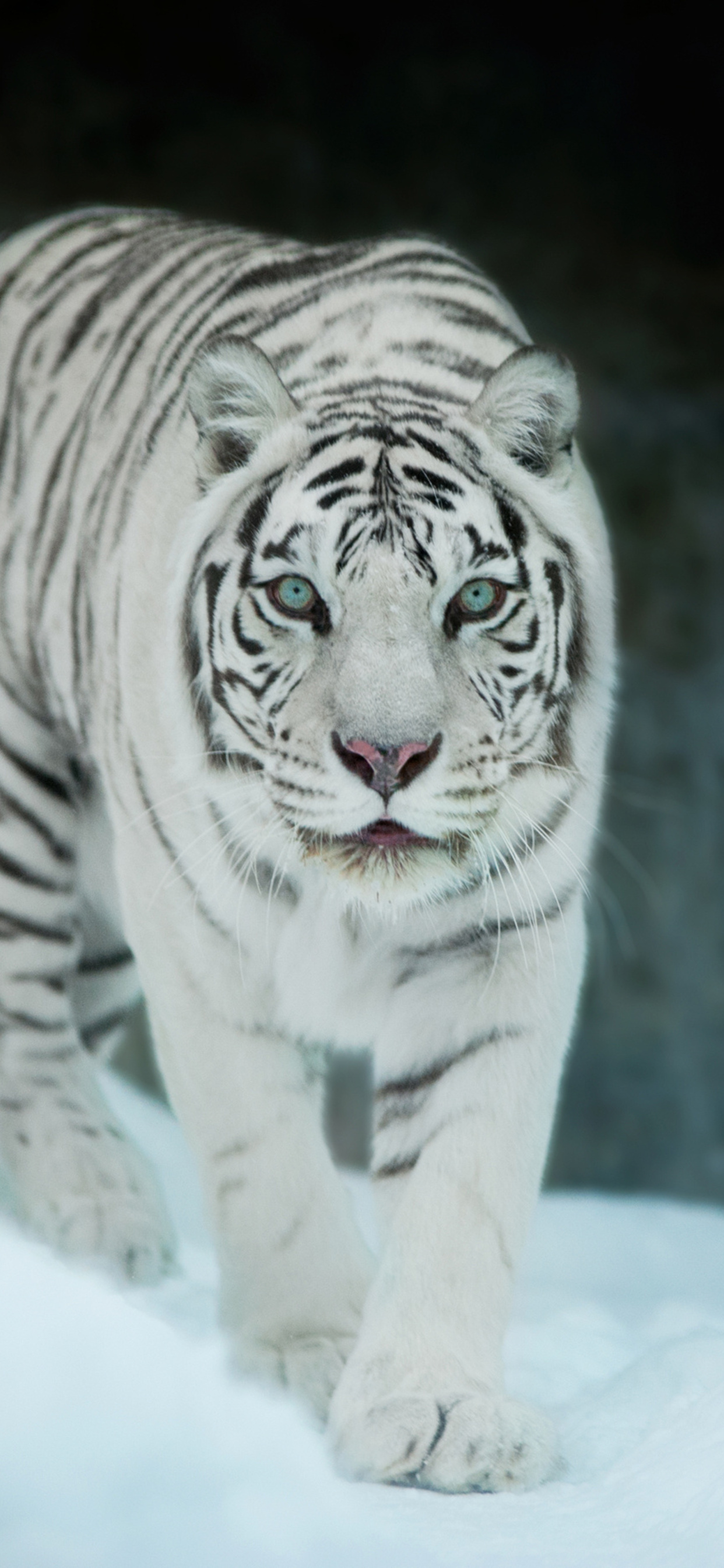 White Tiger Iphone Wallpapers