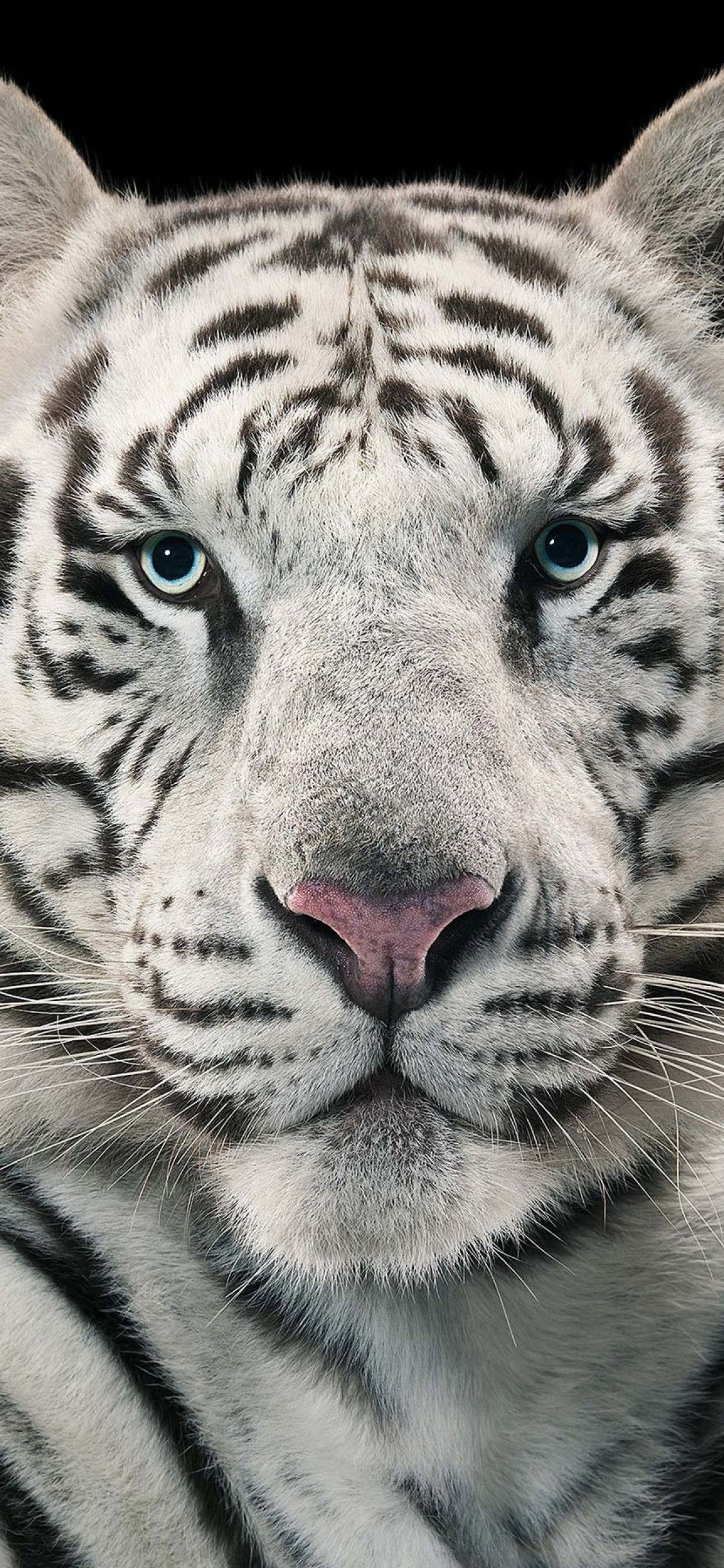 White Tiger Iphone Wallpapers