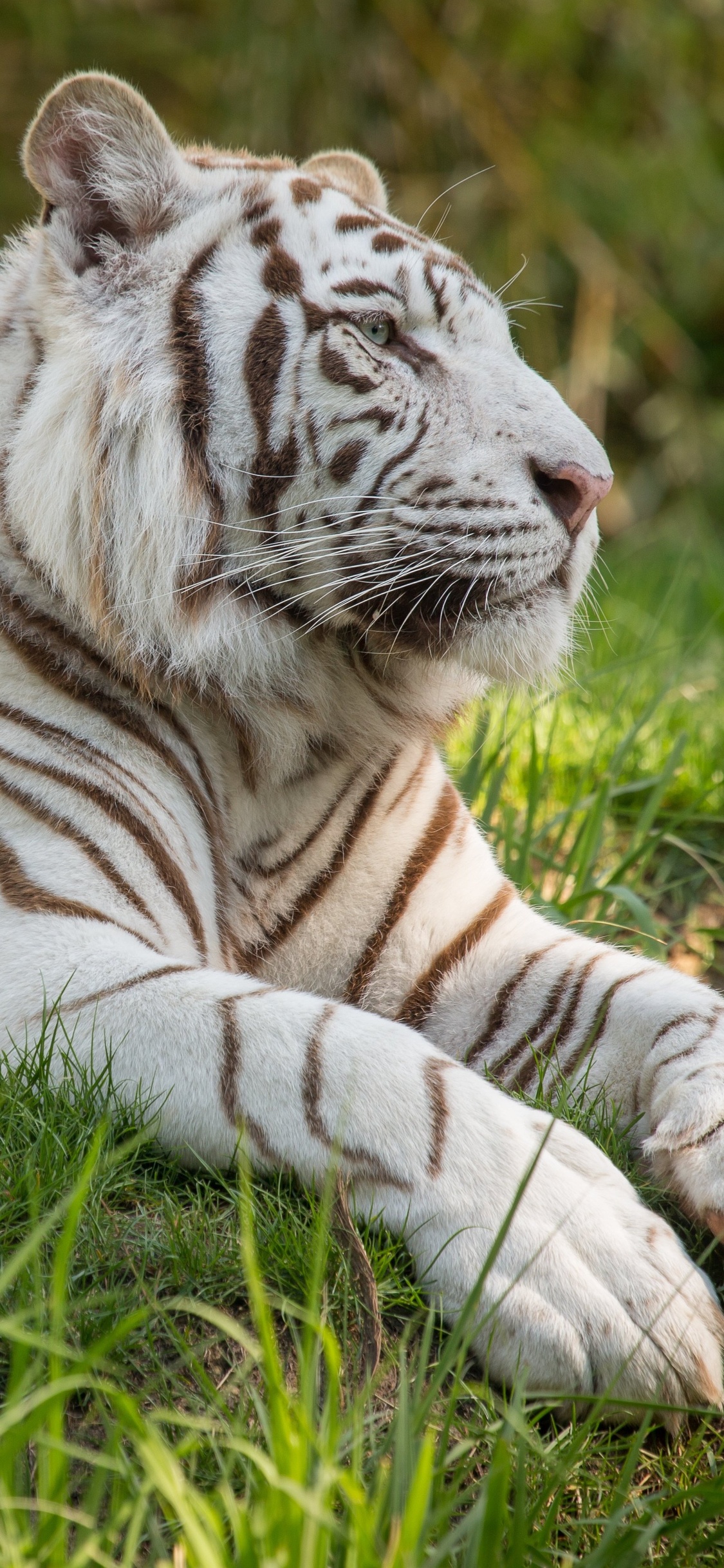 White Tiger Iphone Wallpapers