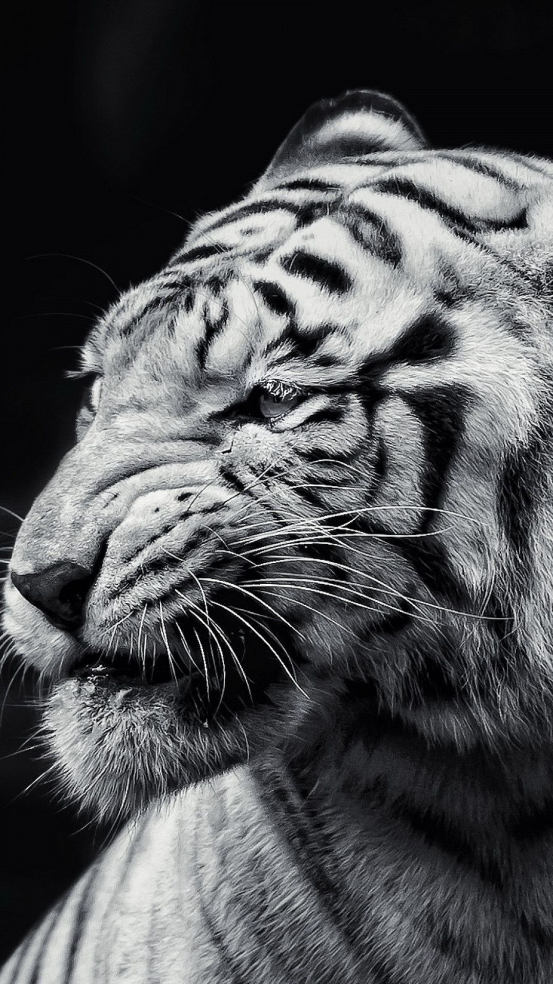 White Tiger Iphone Wallpapers