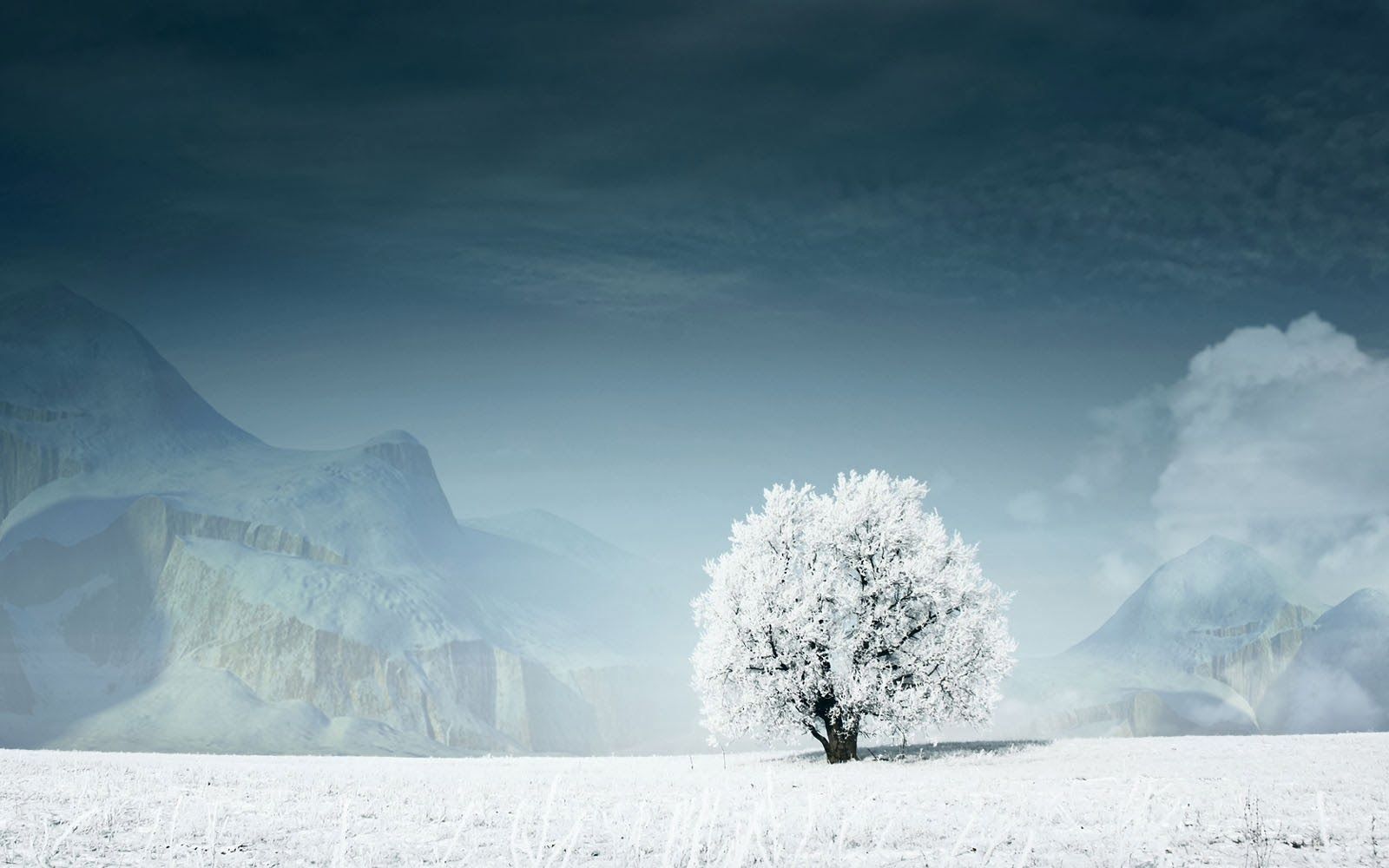 White Tree Snow Wallpapers