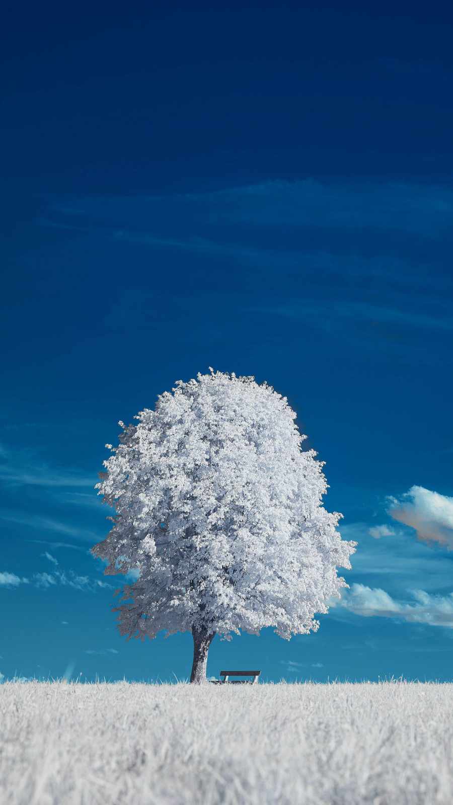 White Tree Snow Wallpapers