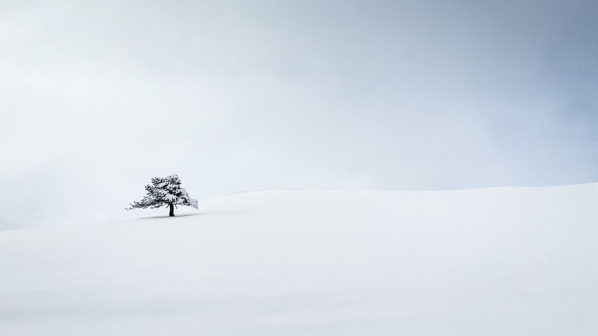 White Tree Snow Wallpapers