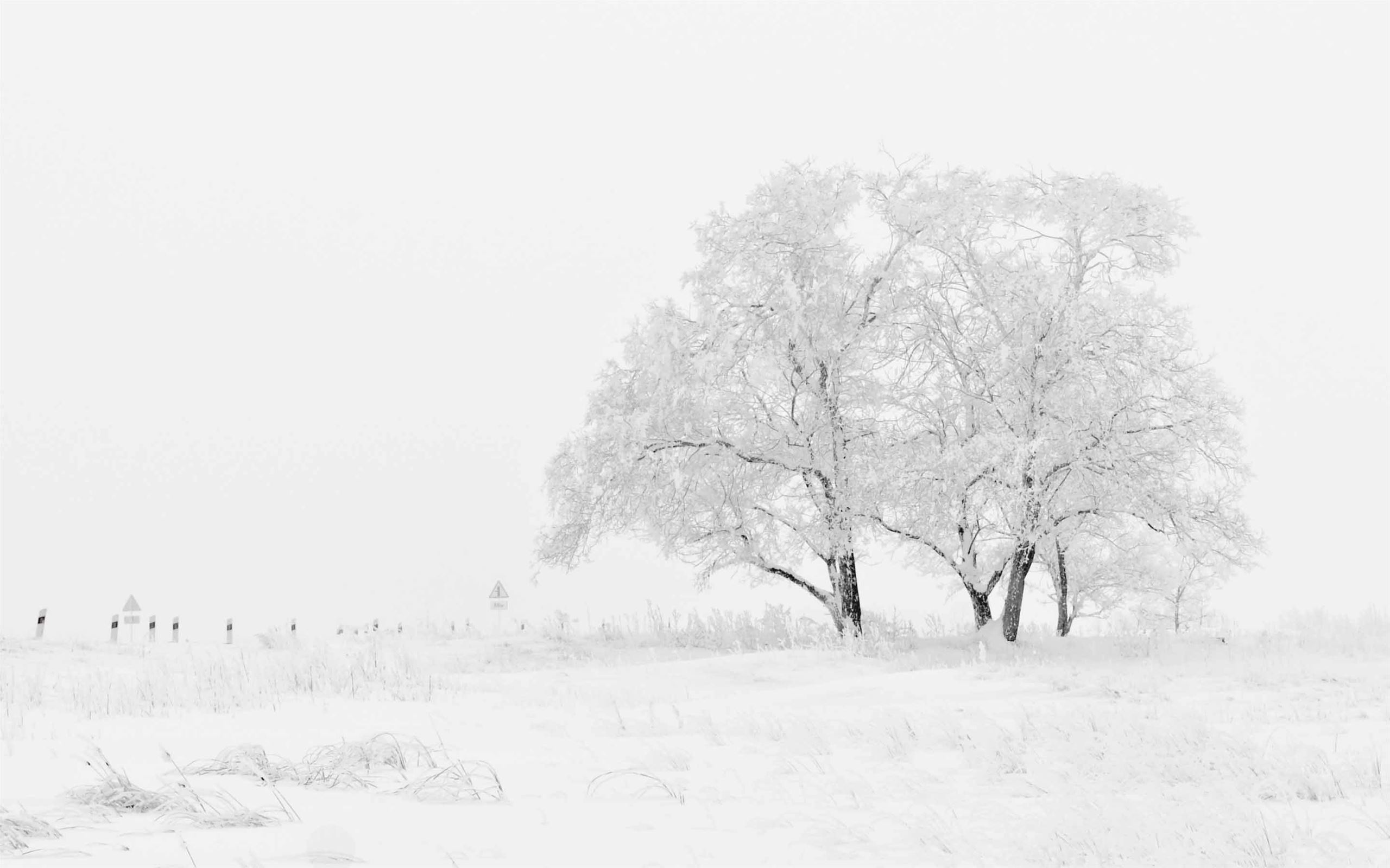 White Tree Snow Wallpapers