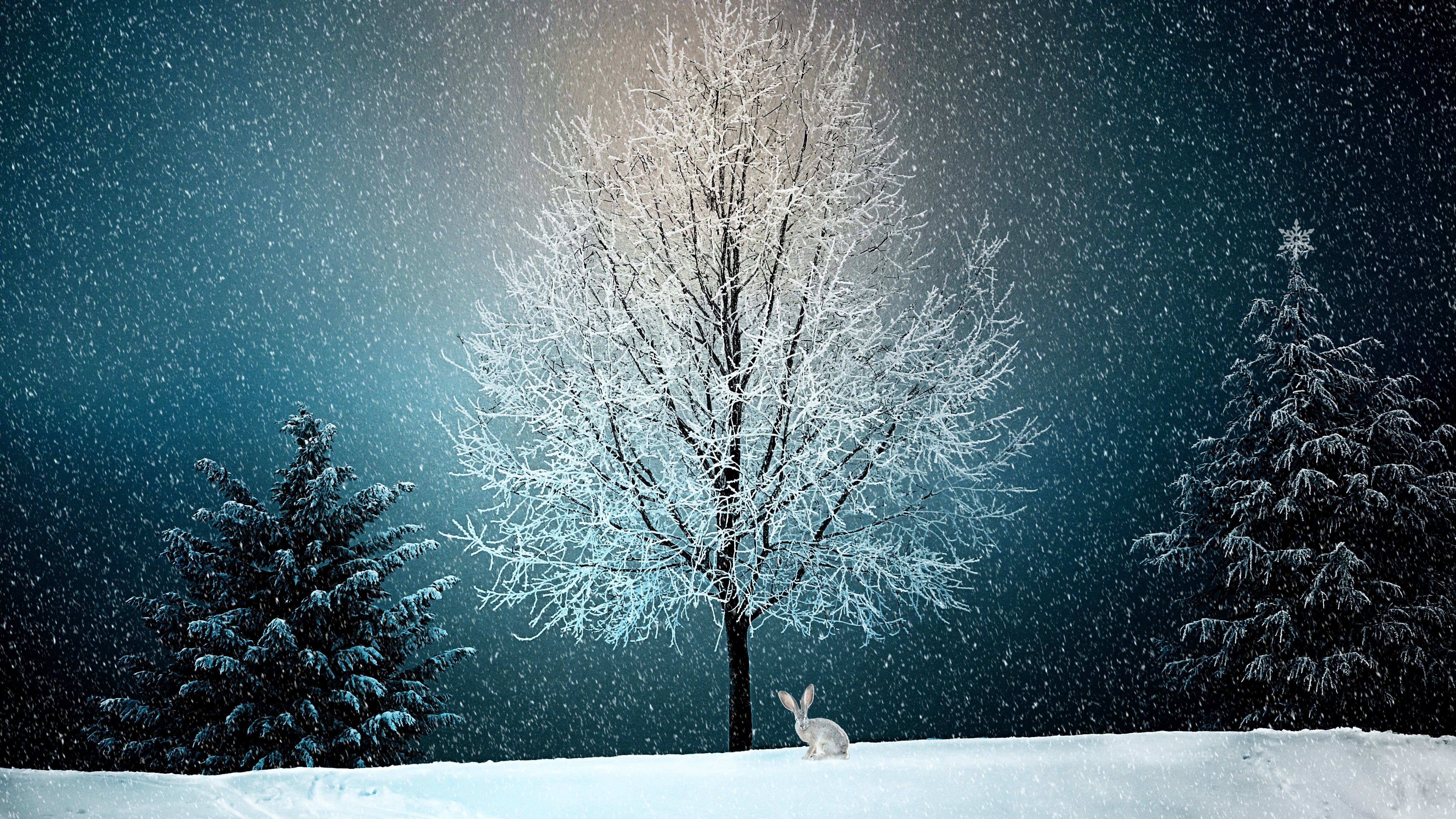 White Tree Snow Wallpapers