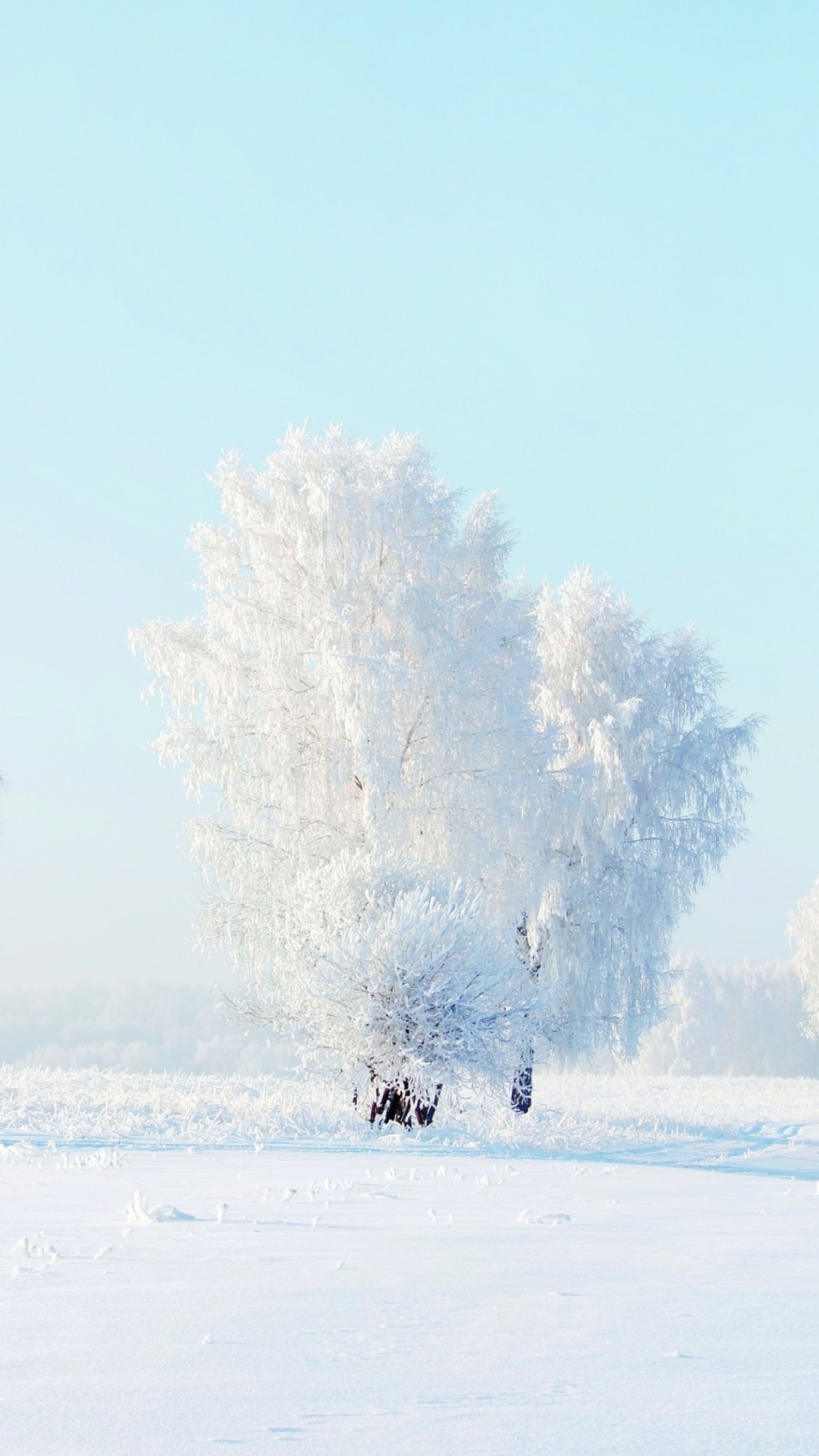 White Tree Snow Wallpapers